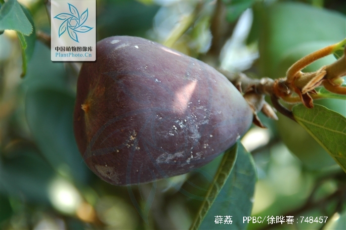  p>薜荔(学名:ficus pumila linn.)又名凉粉子,木莲等.