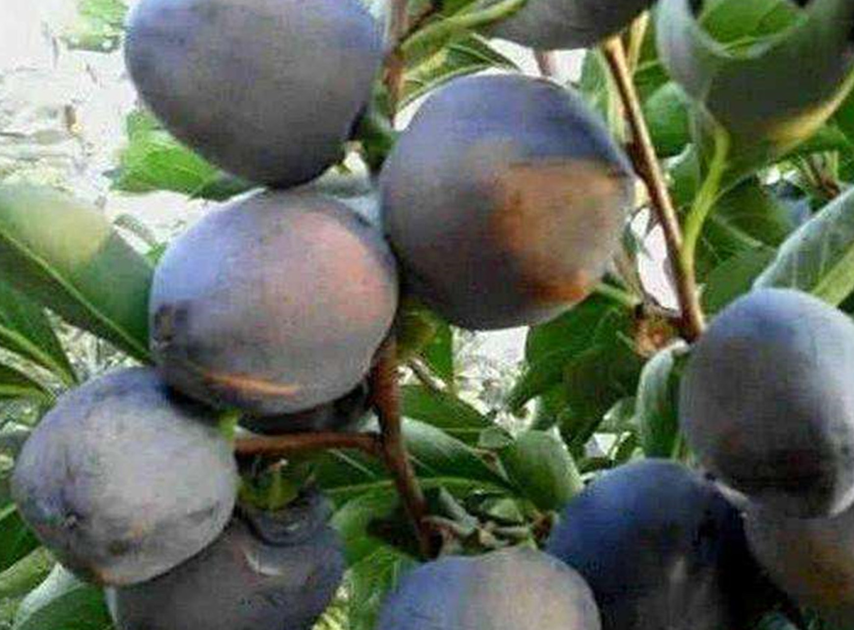  p>黑柿(学名: i>diospyros nitida  /i>merr), a href="#" data