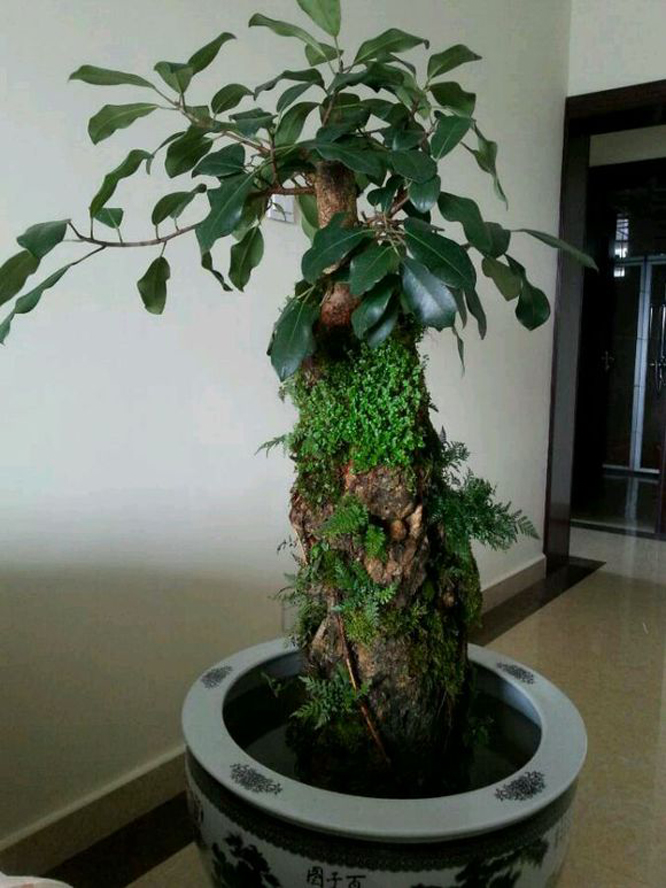 石榕树