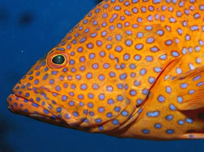  p>蓝点石斑鱼(epinephelus coeruleopunctatus)分布于 a href="#"