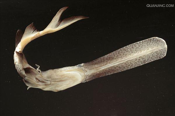  p>长吻鲟(学名: i>polyodon spathula /i>)是长吻鲟科,长吻鲟属鱼类.