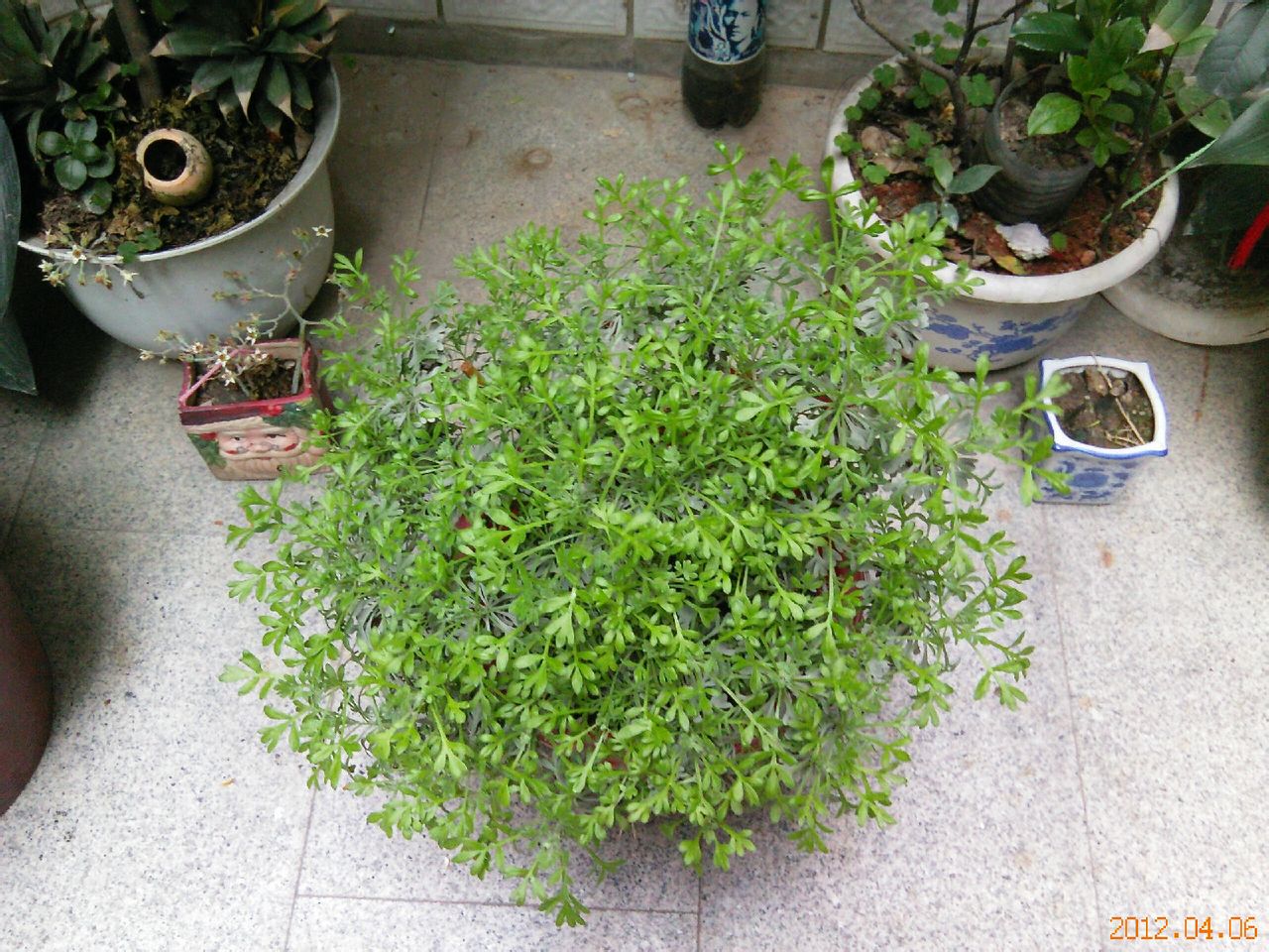 merr.)是爵床科观音草属植物.