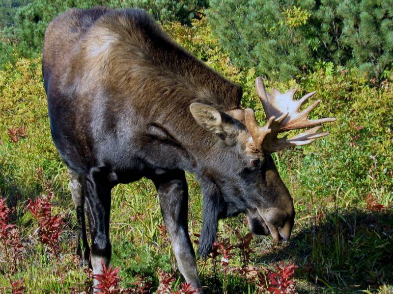 驼鹿堪察加亚种