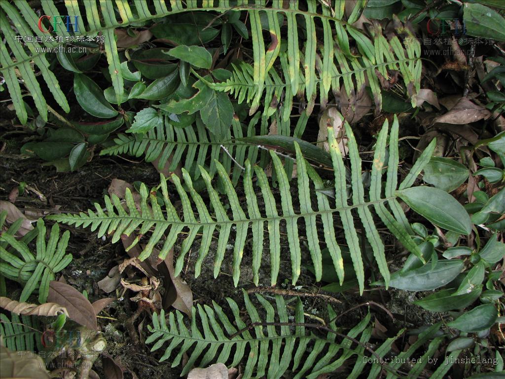 polypodiodes bourretii (c. chr. et tardieu) w. m. chu