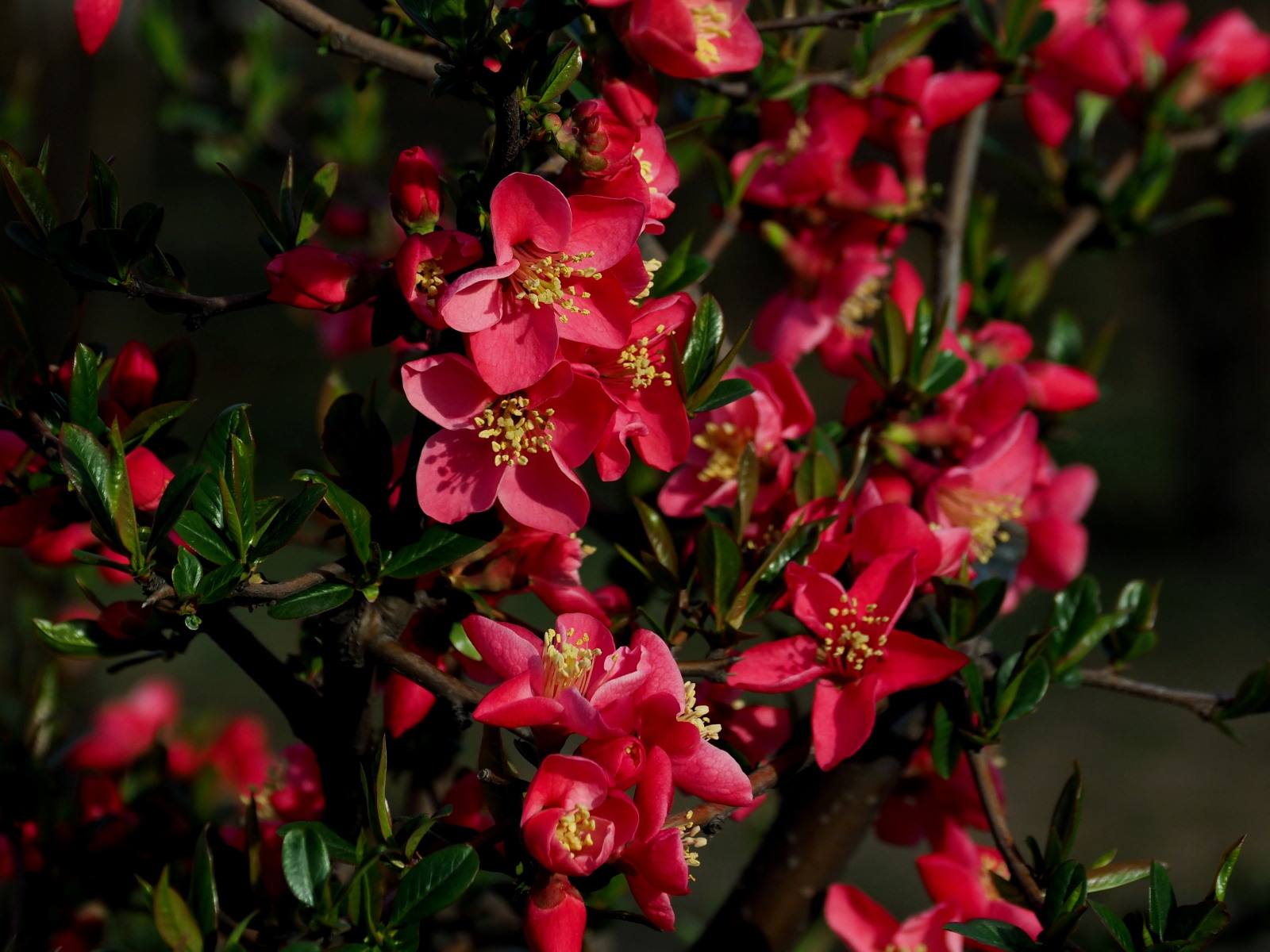  p>沂州海棠是经过临沂人民长期选育而成的品种群,是沂蒙地区特有的