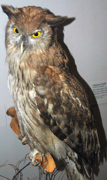 dusky horned owl
