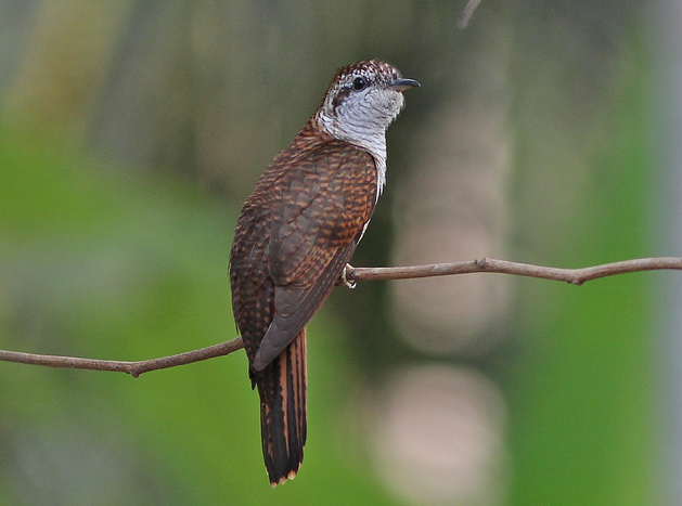  i>cacomantis sonneratii /i>)为杜鹃科 a>八声杜鹃属 /a>的鸟类