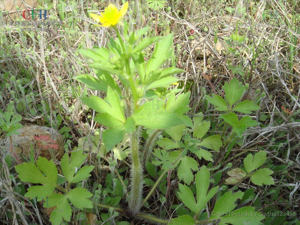 为毛茛科毛莨属的植物.多年生草本.须根伸长簇生.