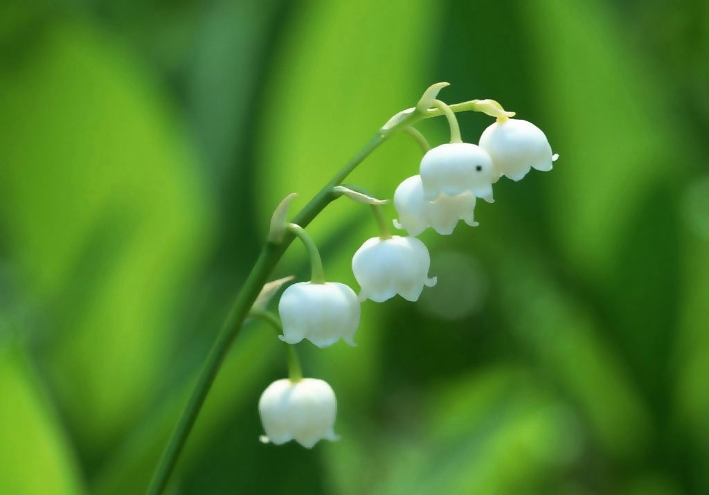 白铃兰