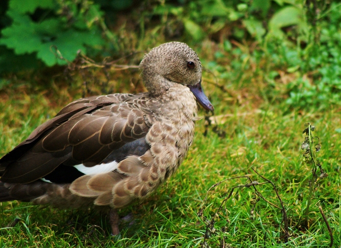 马达加斯加岛水鸭