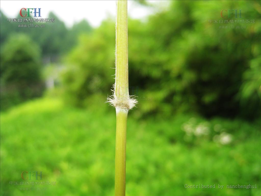  p>赤竹属,sasa makino et shibata,禾本科竹亚科的一个属.