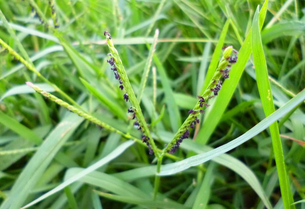 paspalum paspaloides (michx.) scribn.