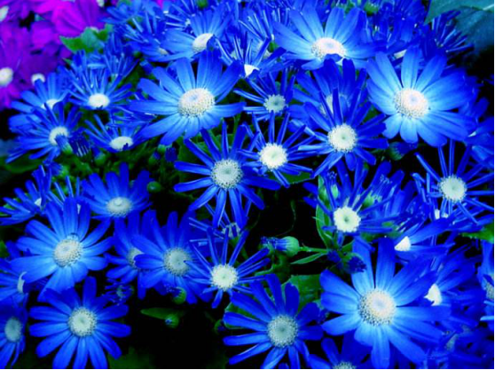 瓜叶菊的花语 你送花犯错了吗 百科ta说