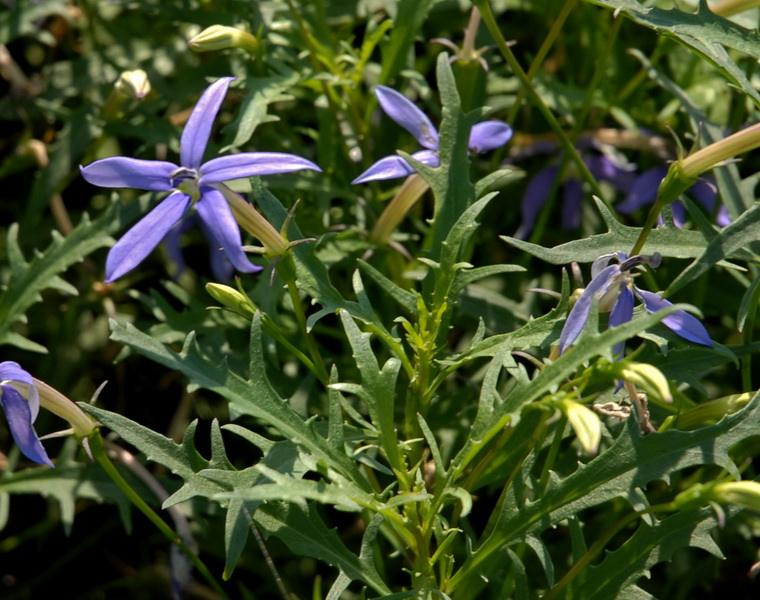 lobelia terminalis