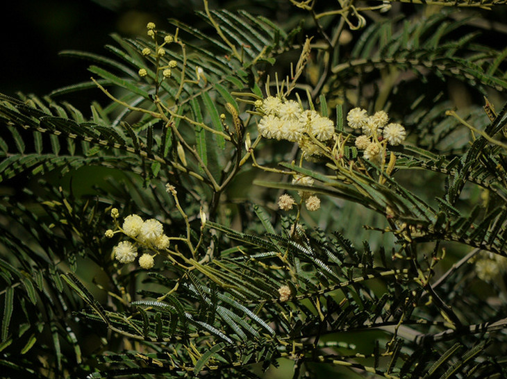  p>黑荆(学名: i>acacia mearnsii /i>  de wilde):豆科乔木,高9-15米