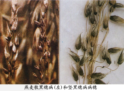 燕麦坚黑穗病