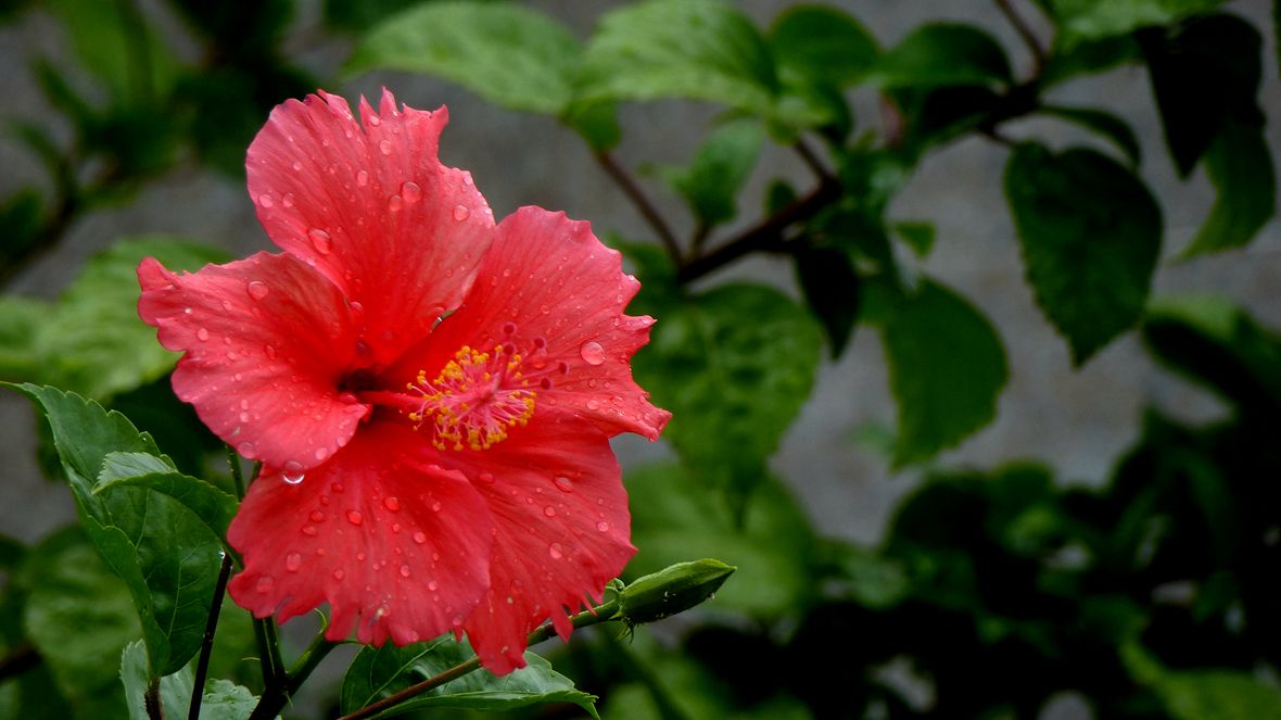 "go0ict7ng5">桑叶牡丹即 a target="_blank" href="/item/扶桑/6187"