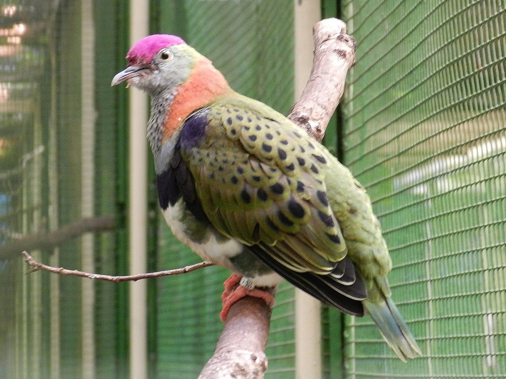  p>华丽果鸠是 a target="_blank" href="/item/鸟纲/1194548" data