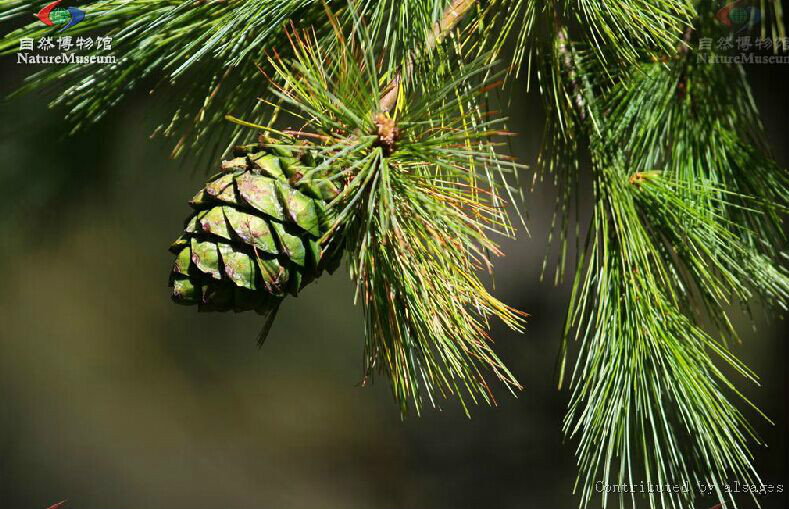  p>台湾果松 i>(学名:pinus armandi ) /i>是松柏目, a target="