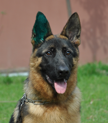 data-lemmaid="1168668">牧羊犬 /a>,别名德国 a target="_blank"