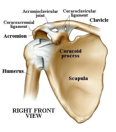  p>由 a target="_blank" href="/item/肩胛骨/1629341" data-lemmaid