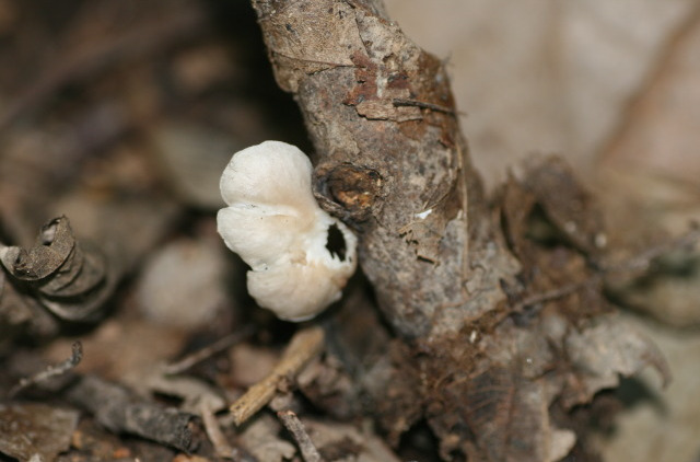  p>小白侧耳是一种 a href="#" data-lemmaid="713829">真菌 /a>类