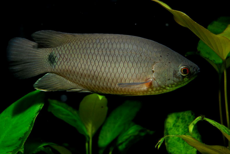  p>攀鲈科(学名: i>anabantidae /i>)是鲈形目,攀鲈亚目下一个科,包含