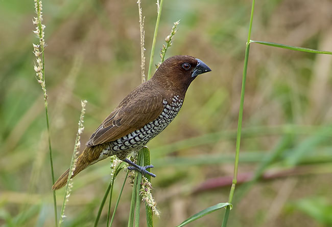 斑文鸟指名亚种