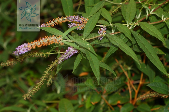 是马钱科醉鱼草属植物.花期4-10月,果期6-12月.