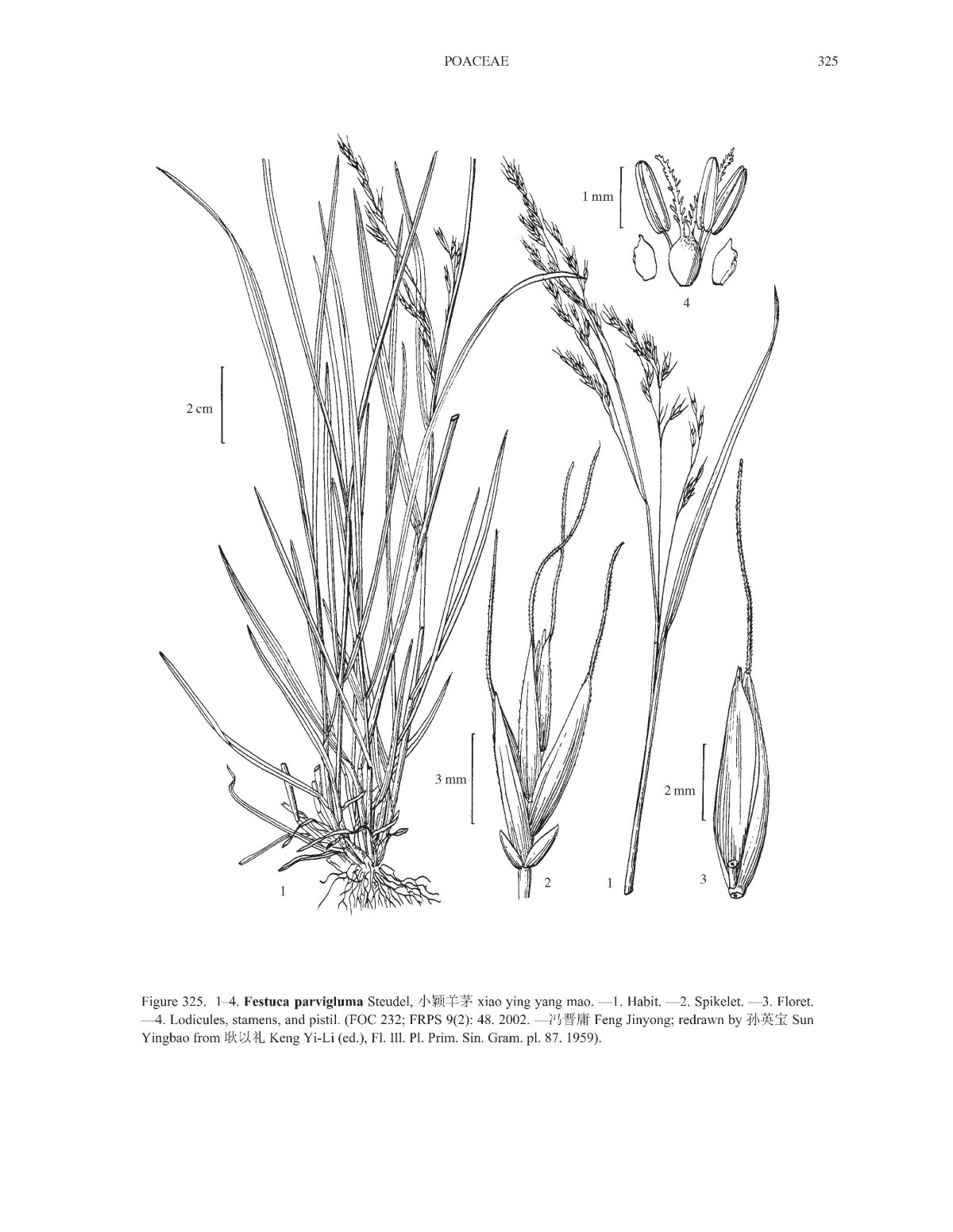  p>长颖羊茅(学名: i>festuca longiglumis /i> s l lu)是禾本科羊茅
