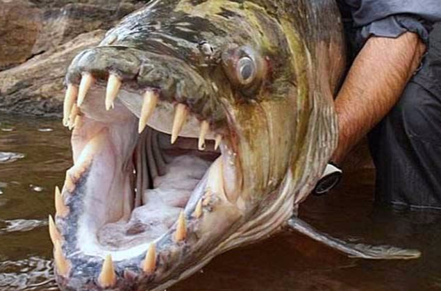 data-lemmaid="3383067">非洲虎鱼 /a>,巨型水虎鱼非常凶猛,嘴巴上长