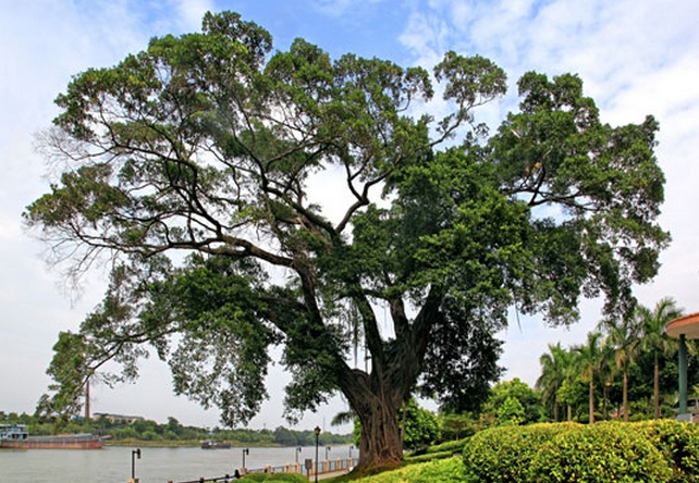  p>雅榕(学名: i>ficus concinna  /i>miq.