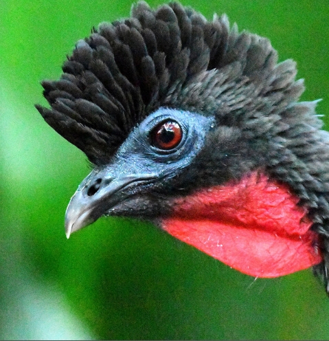 penelope)是一种 a target="_blank" href="/item/凤冠雉科/2344461"