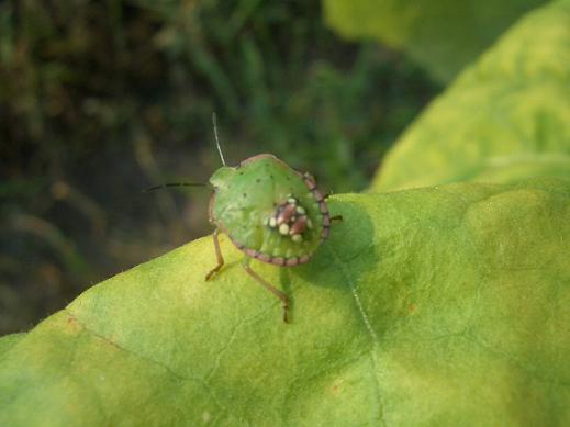  p>昆虫名,为 a href="#" data-lemmaid="1535270">半翅目 /a>,蝽科.