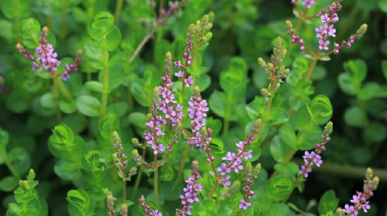 koehne)是千屈菜科节节菜属植物,一年生草本,各部无毛;根茎细长