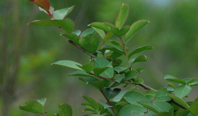  p>小叶紫薇,学名紫薇,又称细叶紫薇,百日红,痒痒树等.