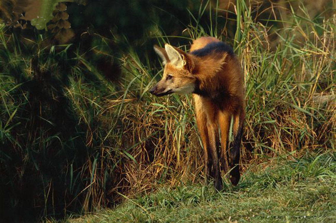  p>鬃狼(学名: i>chrysocyon brachyurus /i>):是 a href="#" data