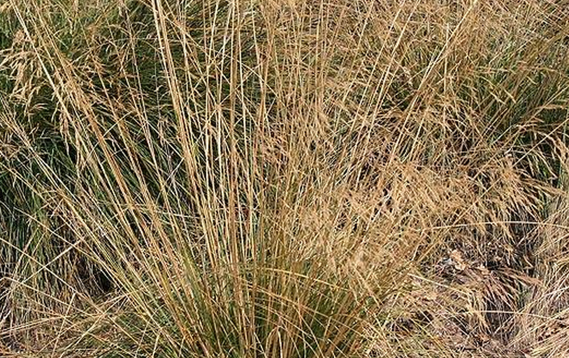 ferula bungeana kitagawa