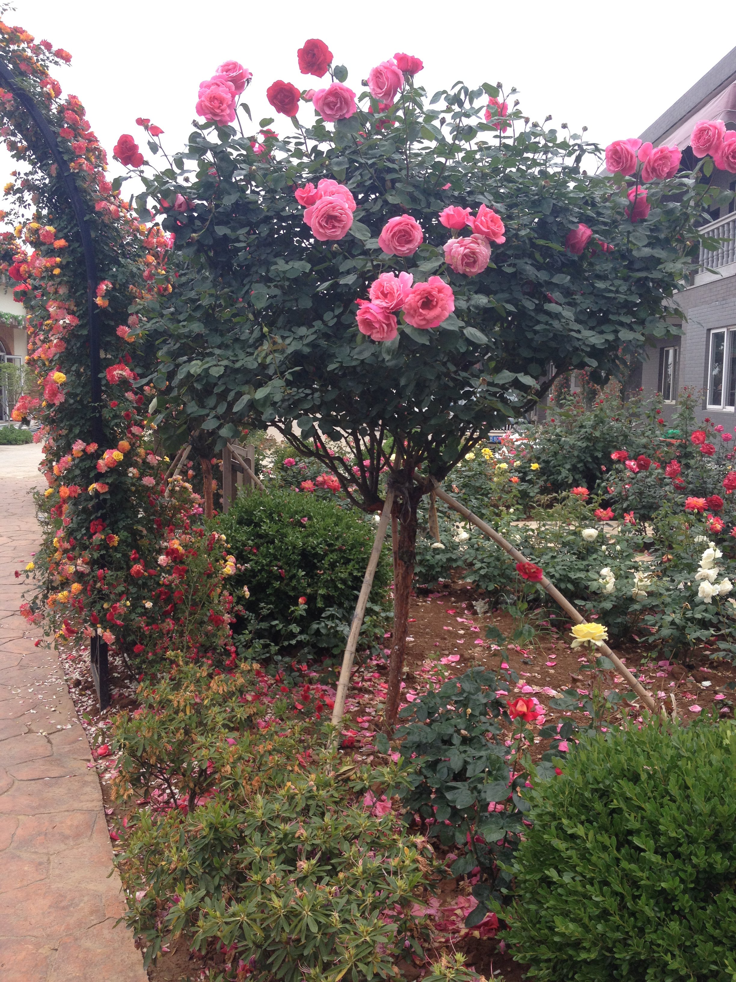  p>玫瑰树( i>ochrosia borbonica /i> gmelin): a href="#" data