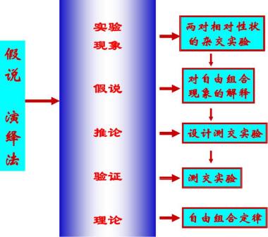 孟德尔遗传定律