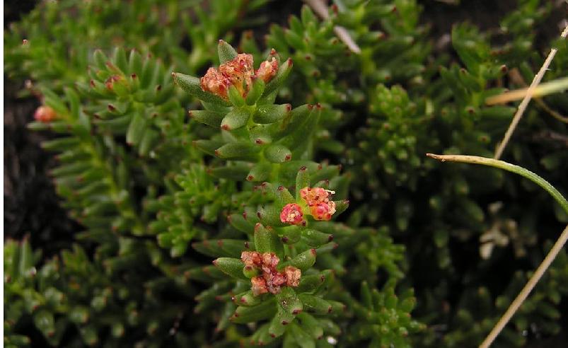  p> b>四裂红景天 /b>(学名: i>rhodiola quadrifida /i>)是景天科 a