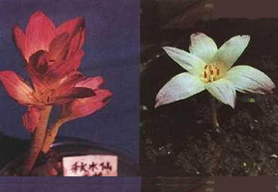  p>秋水仙碱,一种生物碱,最初从百合科植物秋水仙中提取出来,也称秋