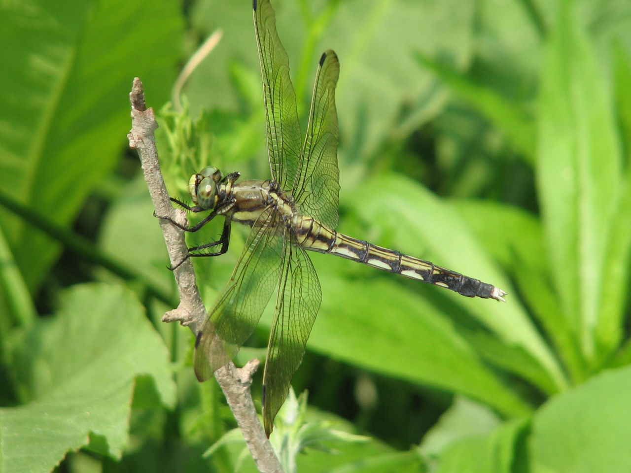  p>异色灰蜻属蜻蜓目,蜻科.