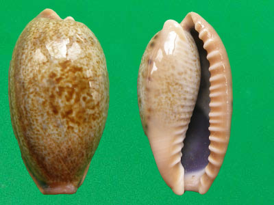  p>清齿宝螺(学名:cypraea caurica)是腹足钢宝螺科的 a href="#"