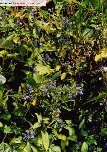 孩儿草,中药名.为爵床科植物孩儿草 i>rungia pectinata  /i>(l.