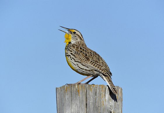 西美草地鹨(学名:sturnella neglecta)属小型 a href="#">鸣禽 /a>.