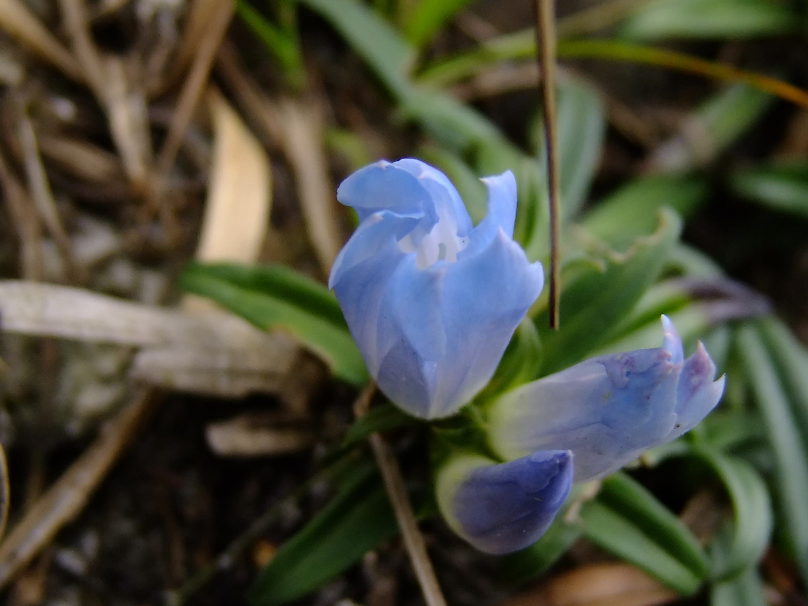  i>formosana /i>)为龙胆科龙胆属 a target="_blank" href="/item