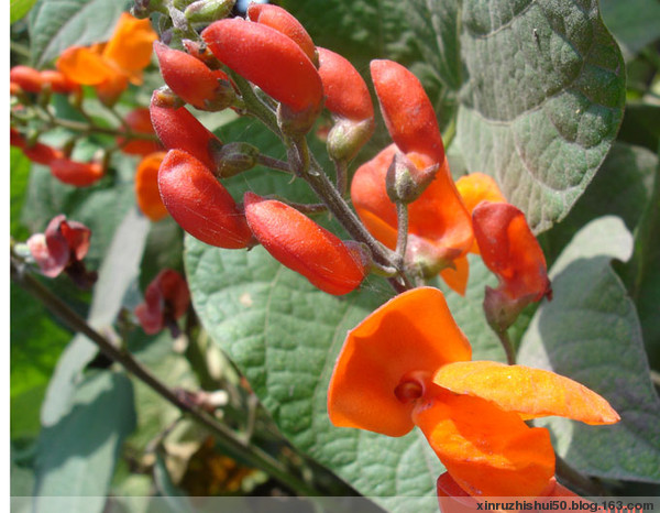 别名: a target="_blank" href="/item/大白芸豆/3230254" data-lemma