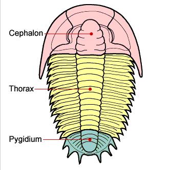  p>三叶虫是距今5.