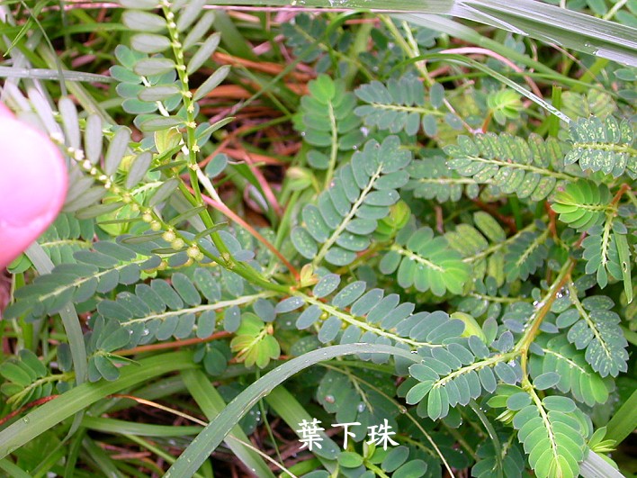  p>叶下珠,潮汕地区别名珠仔草,假油甘,含羞草,五时合,龙珠草,企枝